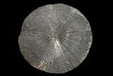 Pyrite Sun - Sparta, Illinois #154073-1